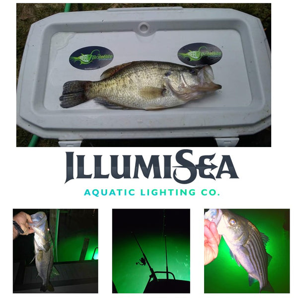 MINI-18 BriteBite LED Fishing Light