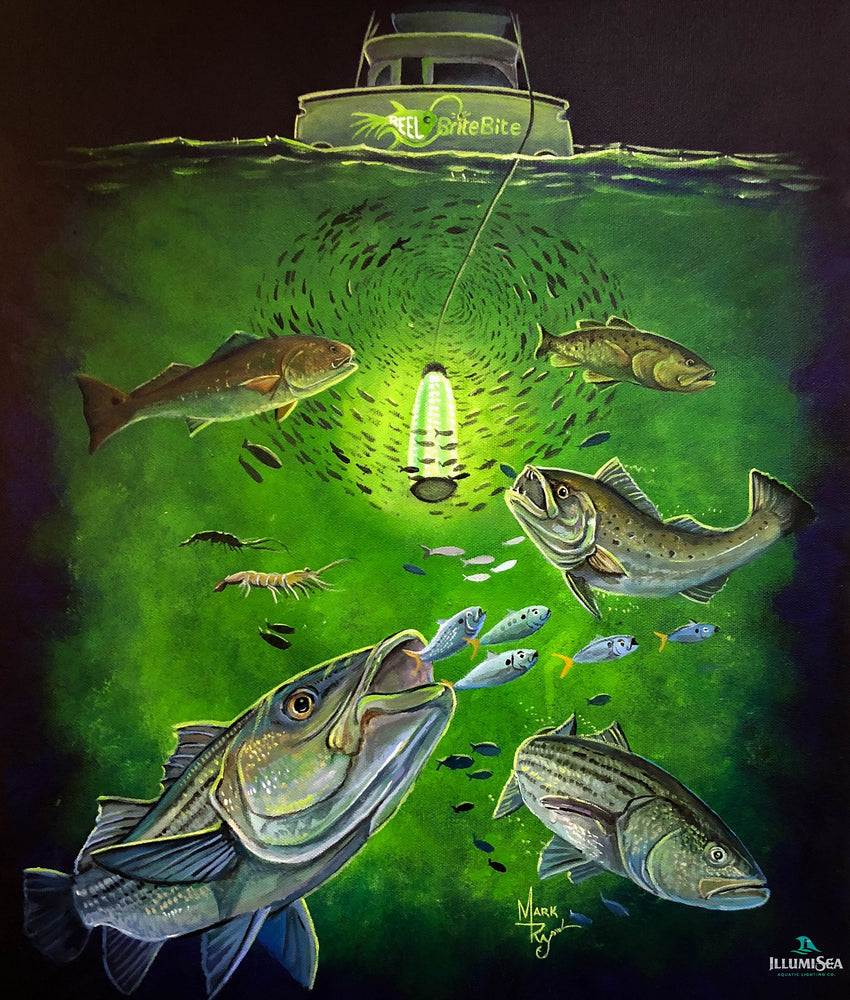 June 2020 – Underwater Fish Light
